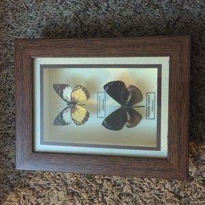 Butterflies in frame